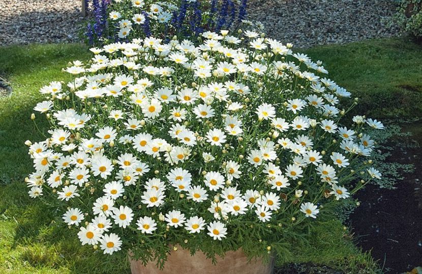 crizantema argyranthemum frrutescens 5 - SEMINTE de ARRGYRANTHEMUM FRUTESCENS