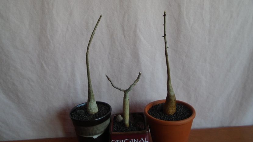Entada leptostachya & Bursera hindsiana & Ceiba aesculifolia ssp. parvifolia (“pochote”) - Caudiciforme-pachycaule si bulboase 2022-2023