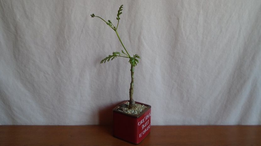 Pelargonium laxum, Africa de Sud - Caudiciforme-pachycaule si bulboase 2022-2023