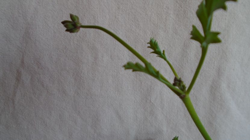Pelargonium laxum, Africa de Sud, boboci - Caudiciforme-pachycaule si bulboase 2022-2023