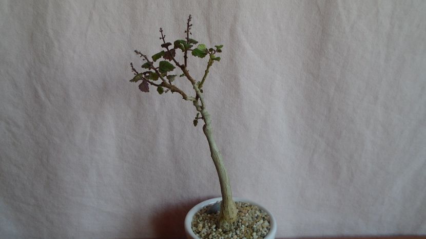 Plectranthus ernstii, Africa de Sud - Caudiciforme-pachycaule si bulboase 2022-2023