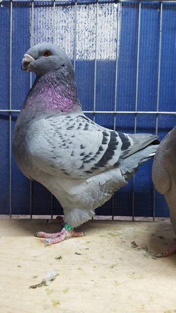 M 2019 - Perechi 2022