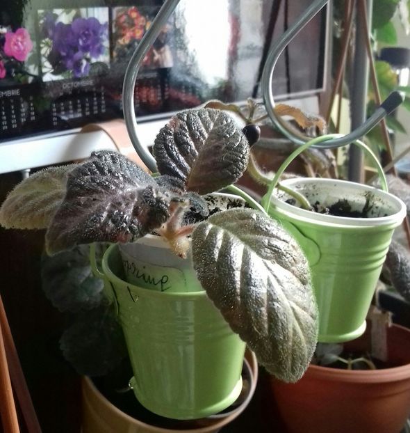 Mini măscuțe ;) - Episcia