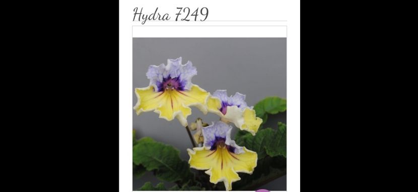 Poza net - 7249 Hydra