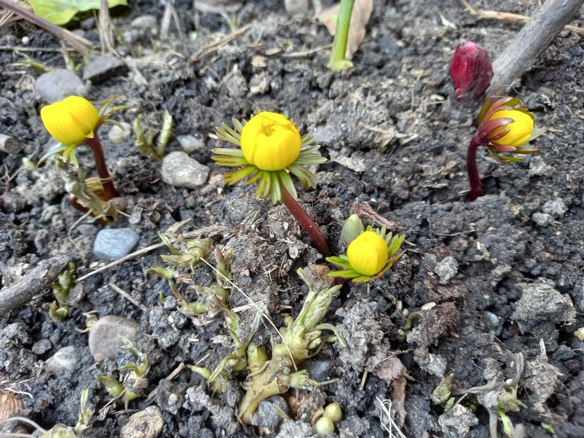 Eranthis - Grădina 2022