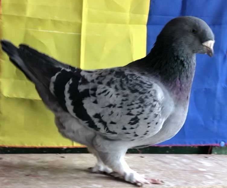 Femela 2019 - Femele pentru 2022