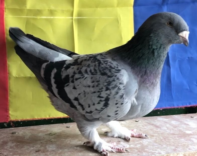 Vanduta - Femele pentru 2022