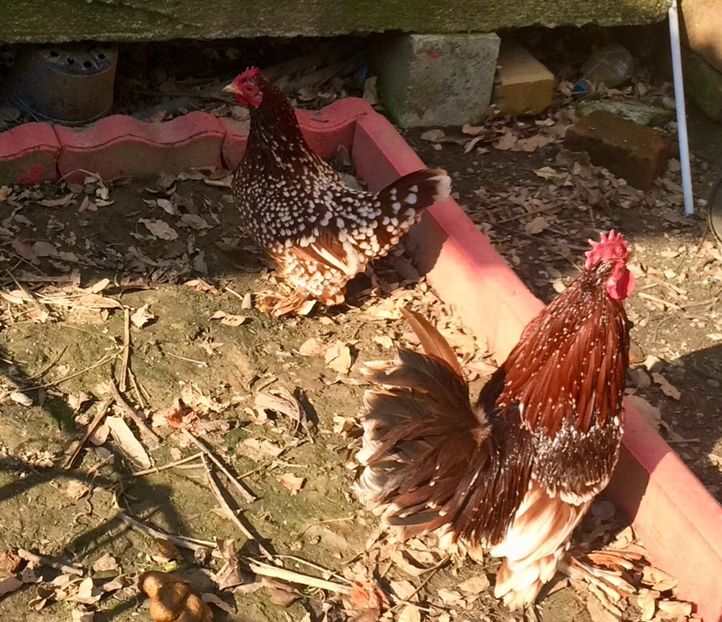  - 1 - rosu bobat cu alb