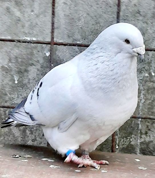  - MASCULI MATCĂ 2022