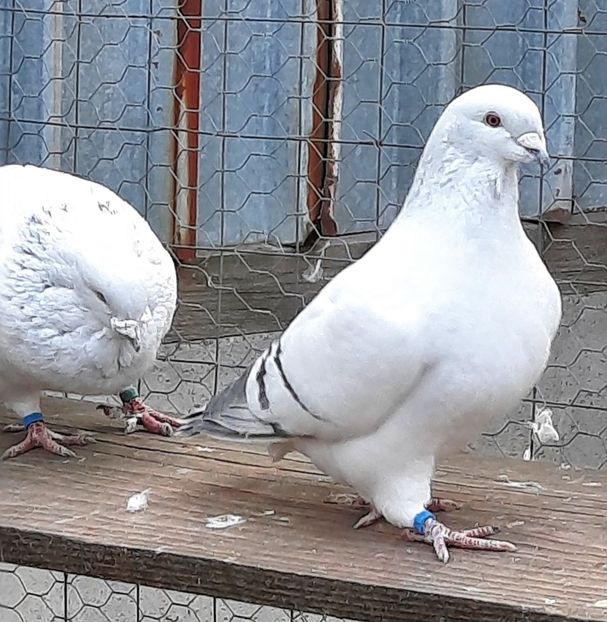  - MASCULI MATCĂ 2022
