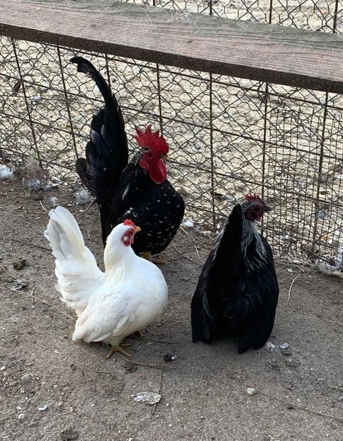 D71FAE6B-E410-4996-B69B-1916E0B7136F - Sebright-auriu și Serama