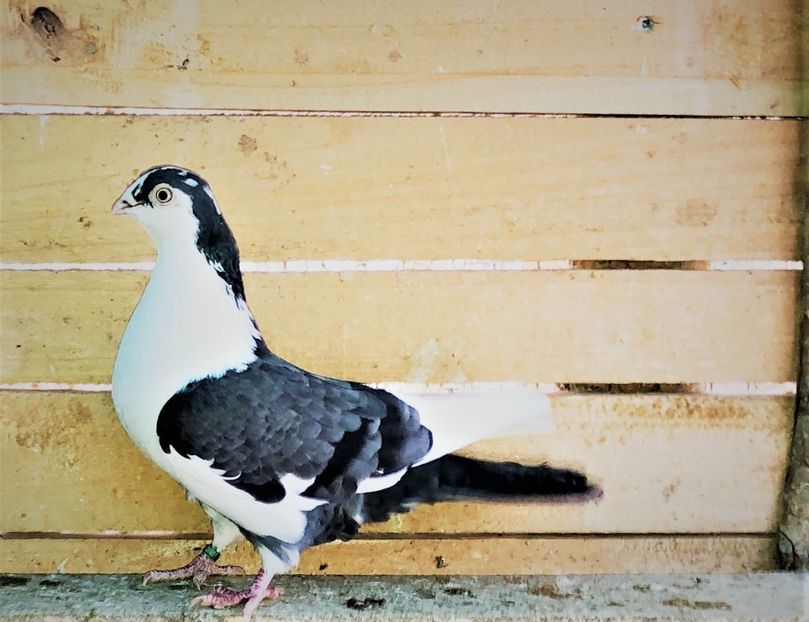 6851  femelă  2019 - B - perechi 2022