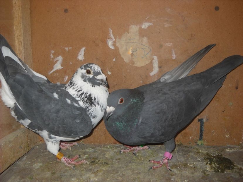  - PORUMBEI VANDUTI 2