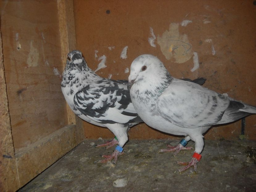  - UNDEVA IN SUCEAVA arhiva