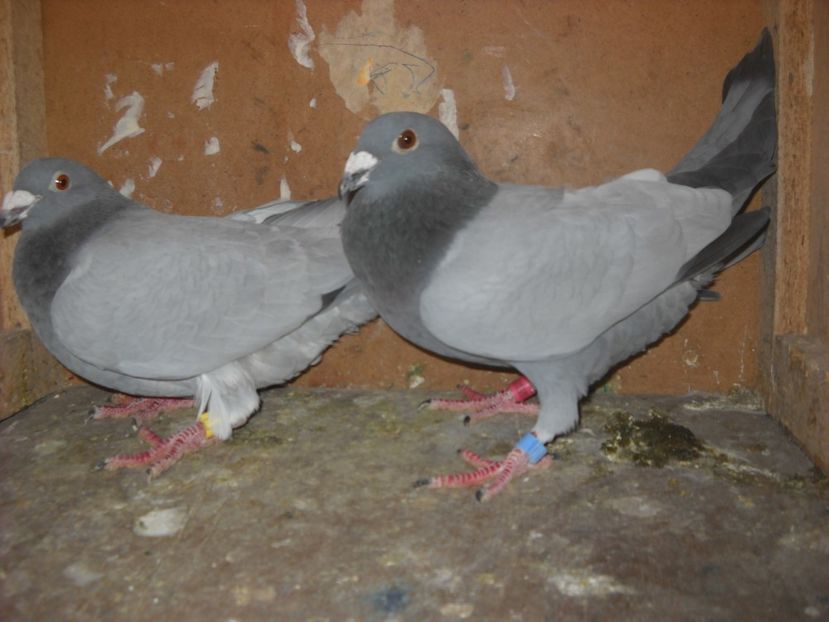  - UNDEVA IN SUCEAVA arhiva