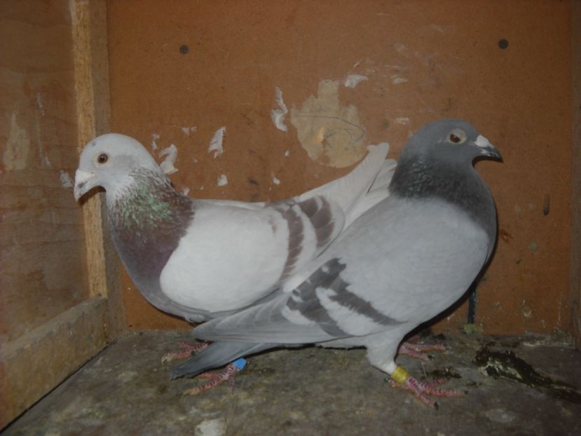  - PORUMBEI VANDUTI 2