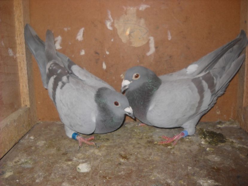  - UNDEVA IN SUCEAVA arhiva