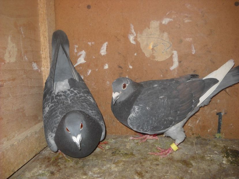  - UNDEVA IN SUCEAVA arhiva