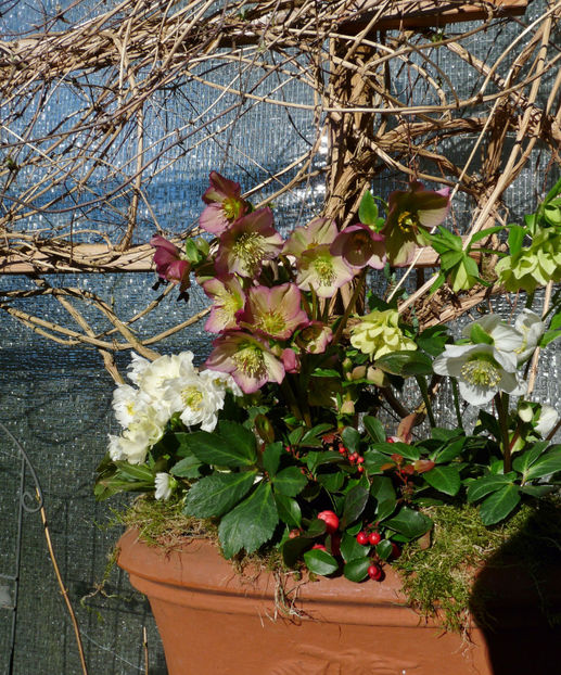 © - Helleborus - Spanz