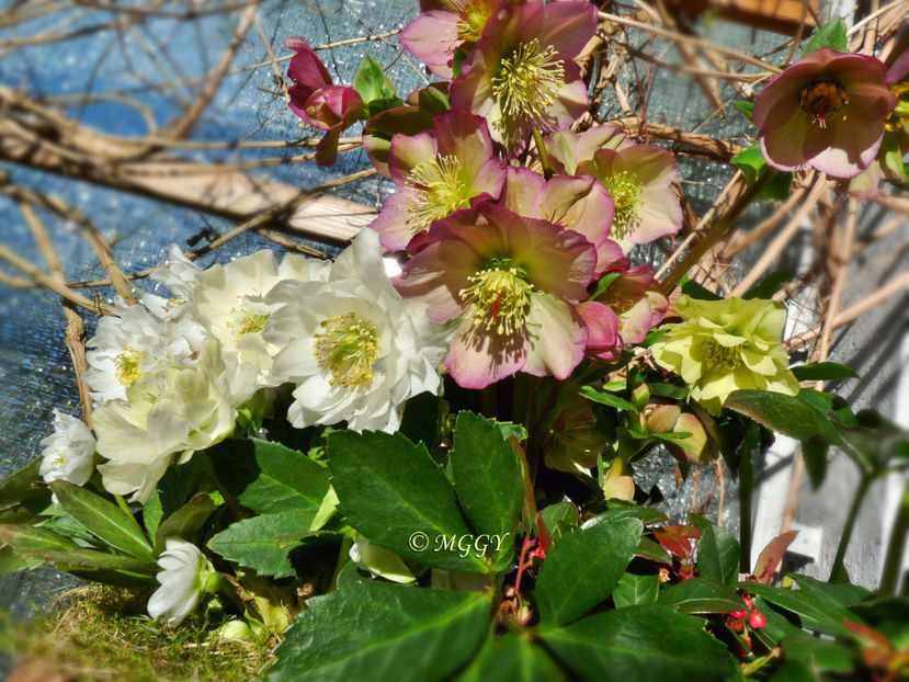 © - Helleborus - Spanz