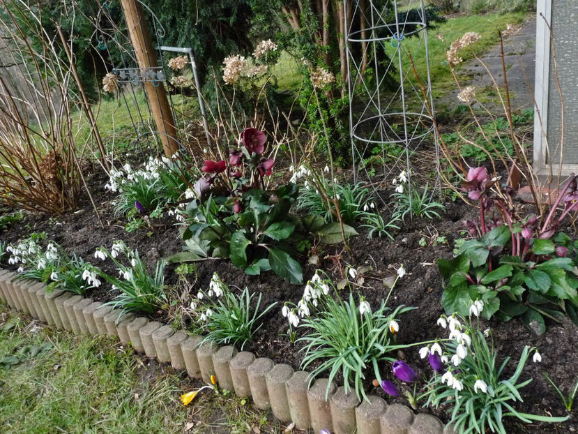 © - Helleborus - Spanz