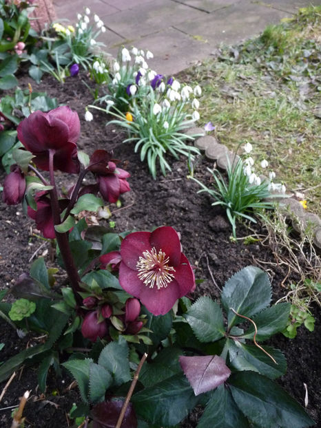 © - Helleborus - Spanz