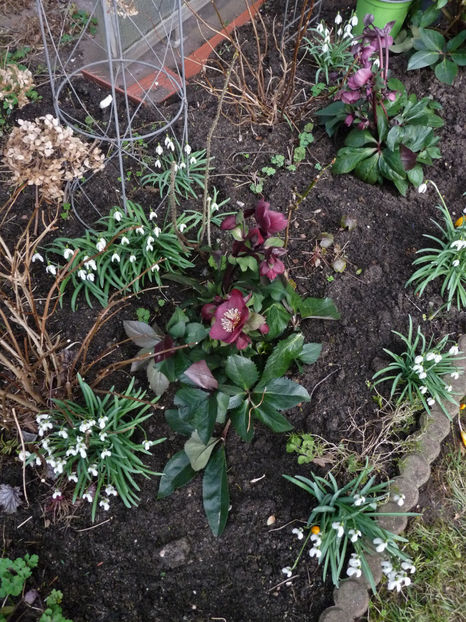 © - Helleborus - Spanz