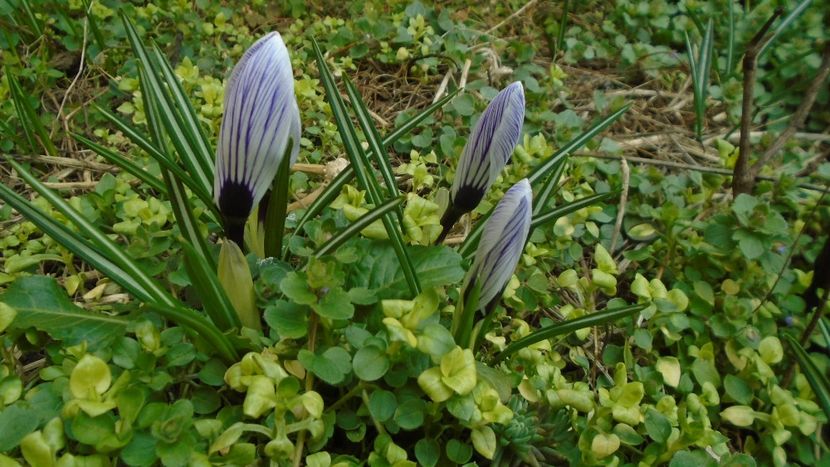 Crocusi - v Iarna 2021-2022-2023