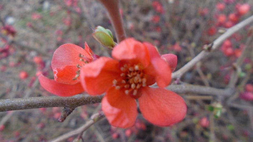 Gutui japonez (Chaenomeles japonica) - v Iarna 2021-2022-2023