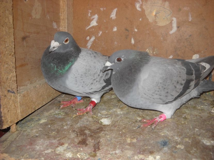  - PORUMBEI VANDUTI 2