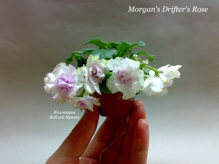  - Morgan s Driffter s Rose