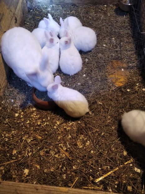  - Iepuri Alb Vienez 2021-- 2022