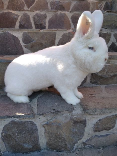  - Iepuri Alb Vienez 2021-- 2022