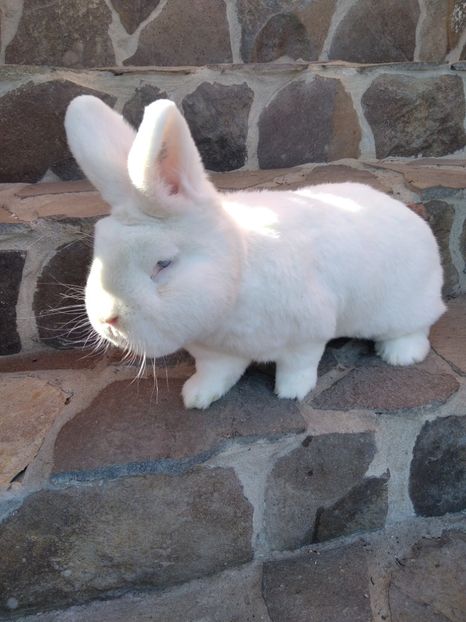  - Iepuri Alb Vienez 2021-- 2022