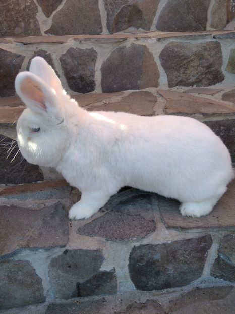  - Iepuri Alb Vienez 2021-- 2022