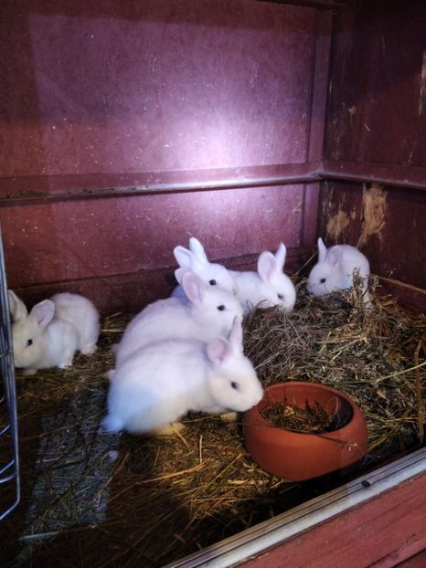  - Iepuri Alb Vienez 2021-- 2022