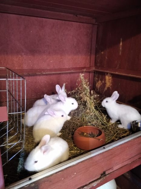  - Iepuri Alb Vienez 2021-- 2022