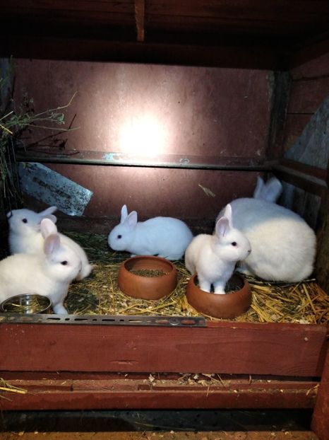  - Iepuri Alb Vienez 2021-- 2022