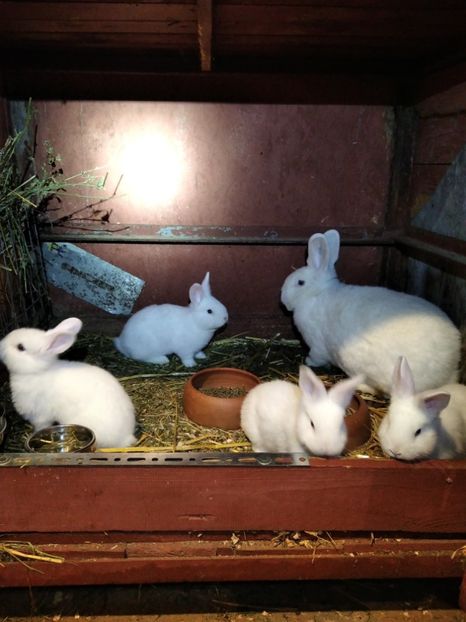  - Iepuri Alb Vienez 2021-- 2022