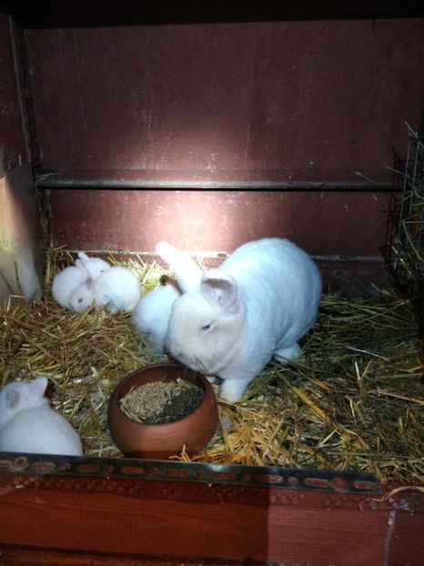  - Iepuri Alb Vienez 2021-- 2022