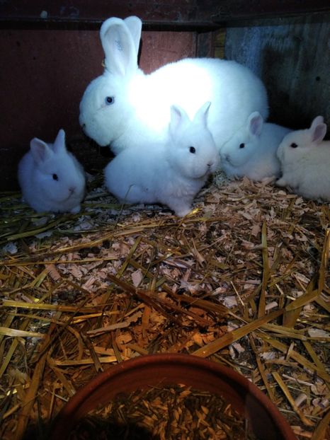  - Iepuri Alb Vienez 2021-- 2022