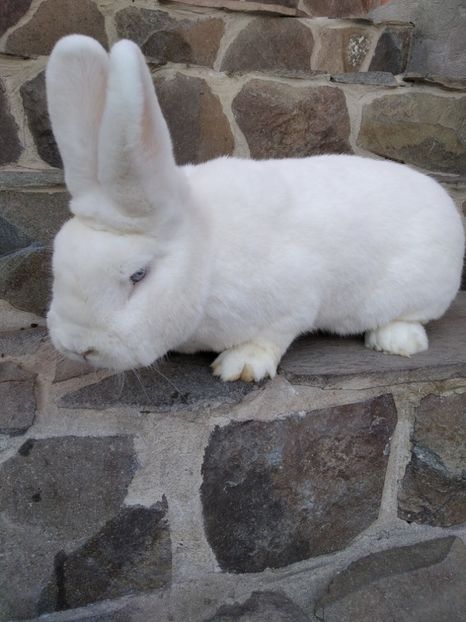  - Iepuri Alb Vienez 2021-- 2022