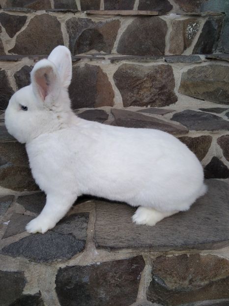  - Iepuri Alb Vienez 2021-- 2022