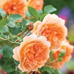 Model - DAME JUDI DENCH