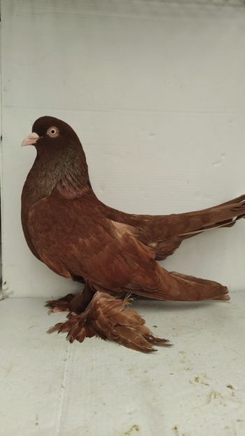 F 2021 vanduta - De vanzare rolleri persani