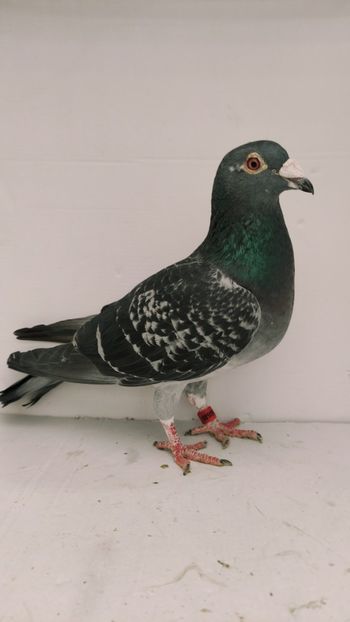 F 2010 vanduta - De vanzare voiajori 2