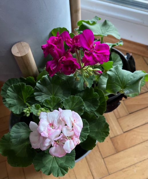 Noutati - Muscate 2021 22