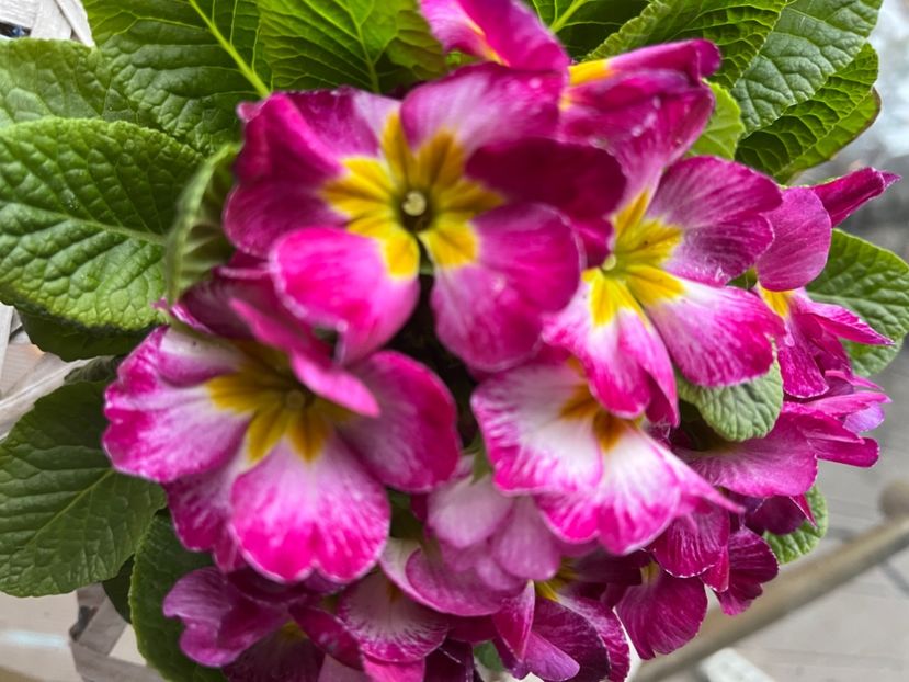 C0459E0D-EBEE-4A0E-B069-707BE003BF16 - Primule 21 22 23 24