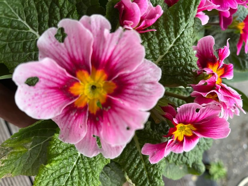 D0626DA8-99E5-4F42-8AF0-2C6FE14A7779 - Primule 21 22 23 24