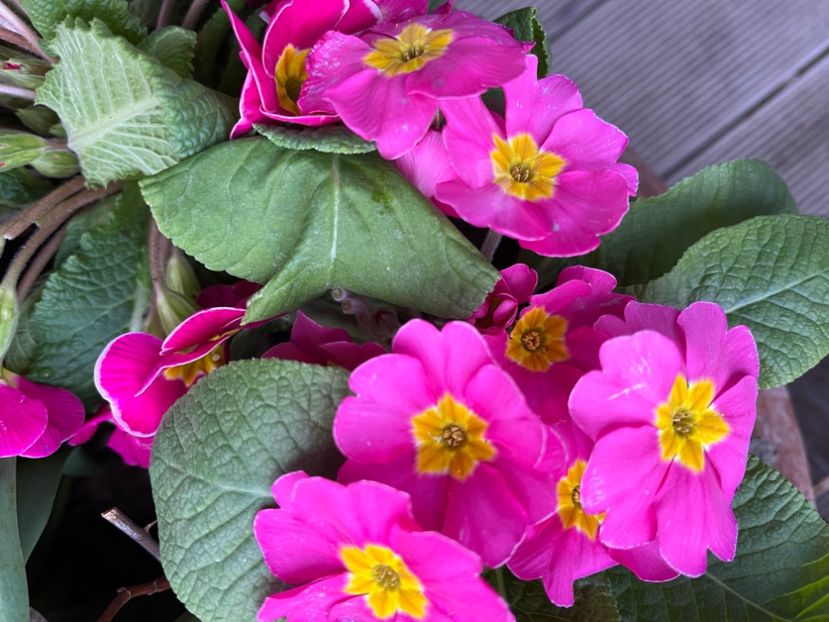 94204857-E167-4079-8887-DABD30F80466 - Primule 21 22 23 24